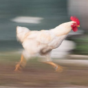 avatar Rooster