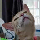 hl_the_human