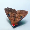 nozzletwizzle