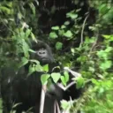 harambe9999