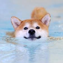 Shiba