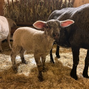 avatar carina