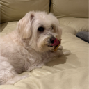 avatar glizzard the wizard