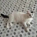 tnksrmsiaxiang avatar