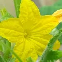 damagicflower