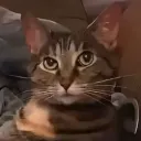 .basosik