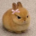 catziwwa