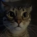 kortez0