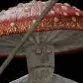 mushroom_man_