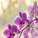 avatar The Token Ren 人.