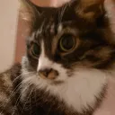 bengooinki