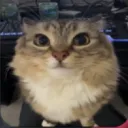 shibsol