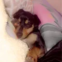 .elvisv