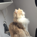 Discord Avatar