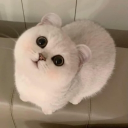 Discord Avatar
