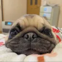 beastpugsimmer