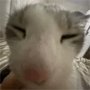 freazikgay