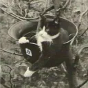 comradebebe