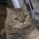 jaxziar