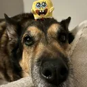 tacoeater