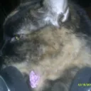 catgamer109