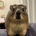 beaverke