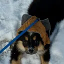 dango's Avatar