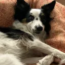 whitetrader
