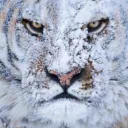 shadowtiger111
