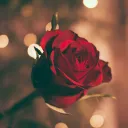 rosefable