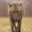 wepwawet