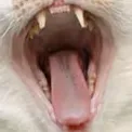 sc136