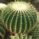 riz_bluesky's Avatar