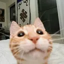 iamcatmeoww
