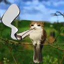 sen_help