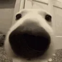 edduu44