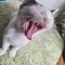 yukaomori_ttv
