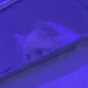 roohol_ghodos