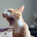 avatar yeetusthefetus