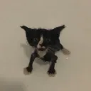 _gabuta_ avatar