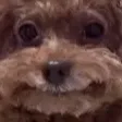 pixiesdirt