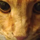 lapsa