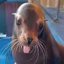 ghourxy
