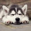 husky9424 avatar