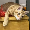 junniperr