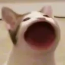 uhmthisisaname