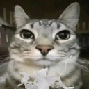 avatar ResplendentSnusPractitioner