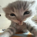 avatar ☛ этого трахаем