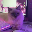 Аватар _hellworker