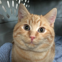 traum2800#9681's avatar